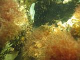 Coll NL 047